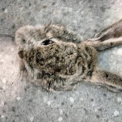 Masque lapin