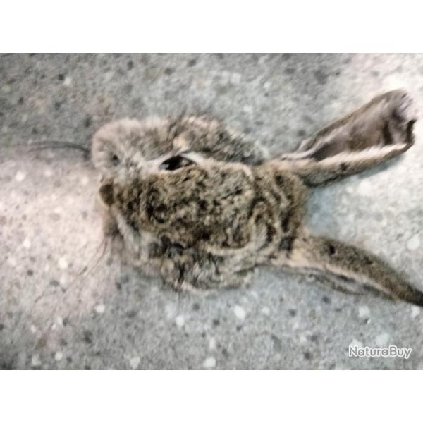Masque lapin