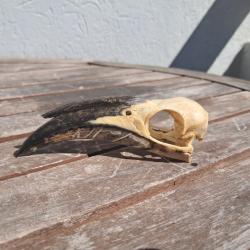 Crâne de calao à bec noir ; Lophoceros nasutus #5