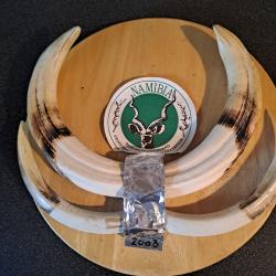 Trophée défenses de phacochère