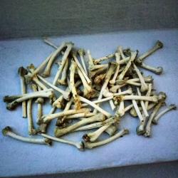 Lot os faisan
