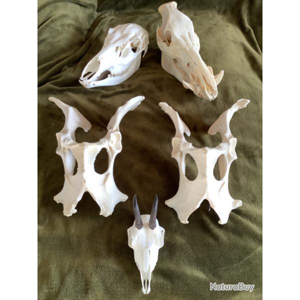 Ensemble d'ostologie animale divers et vari -RARE- TAXIDERMIE