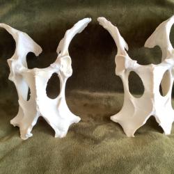 2 véritables bassins de cerfs qui s'apparentent à 2 "masques d'Alien"