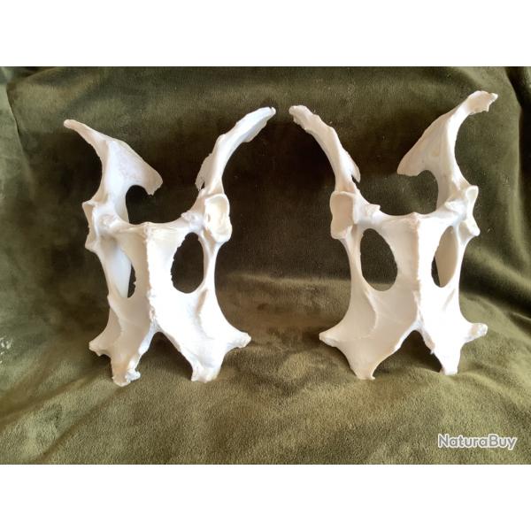 2 vritables bassins de cerfs qui s'apparentent  2 "masques d'Alien"