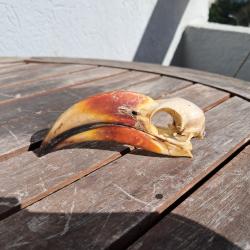 Crâne de Calao de Decken mâle ; Tockus deckeni #2
