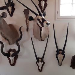 Taxidermies diverses Europe et Afrique