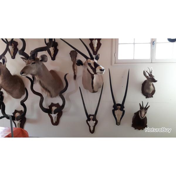 Taxidermies diverses Europe et Afrique