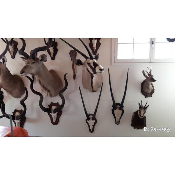 Taxidermies diverses Europe et Afrique