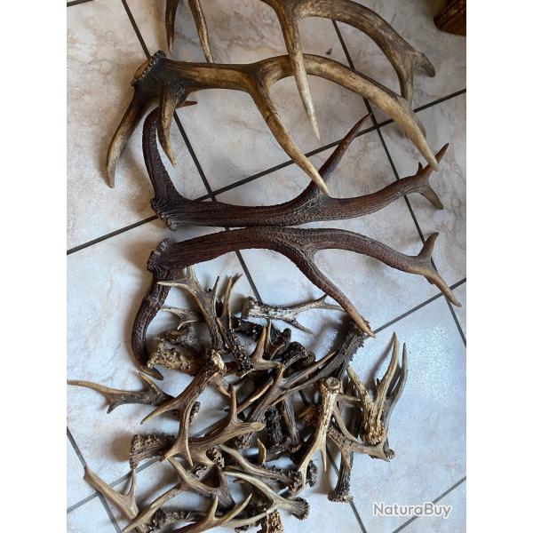 Bois brocard et cerf