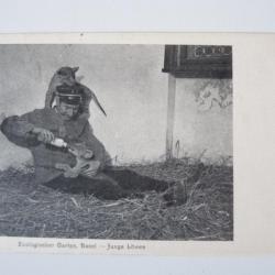 CPA Suisse Bale Basel Zoologischer Garten Junge Löwen Zoo