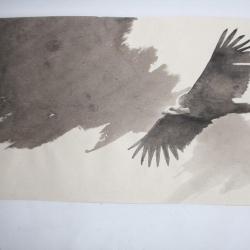 Dessin à l'encre Maxime PASTORE  Vautour moine