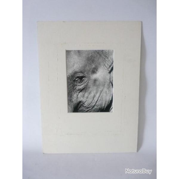 Photo d'Art  Elephant  Nicolle Jamin 2000