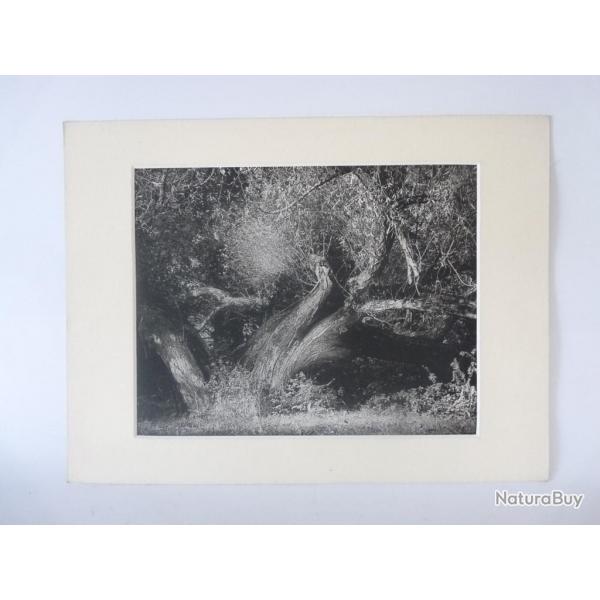 Photo d'Art  L'Arbre  Claude Plessier