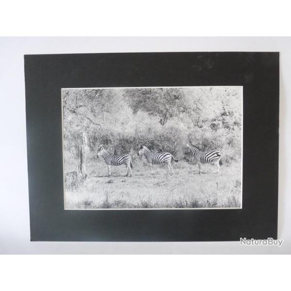 Photo d'Art  Les 3 Zbrs  Maurice Dupont 2000