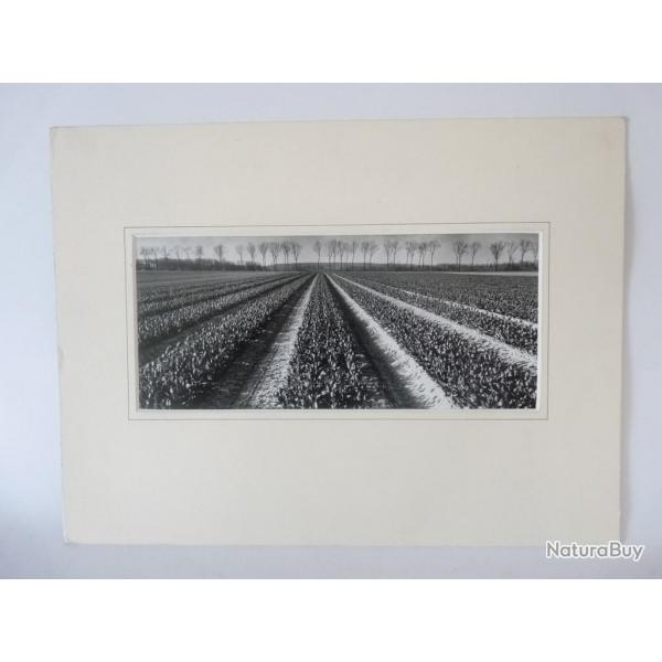 Photo d'Art  Les Tulipes  Dominique Breuillet1998