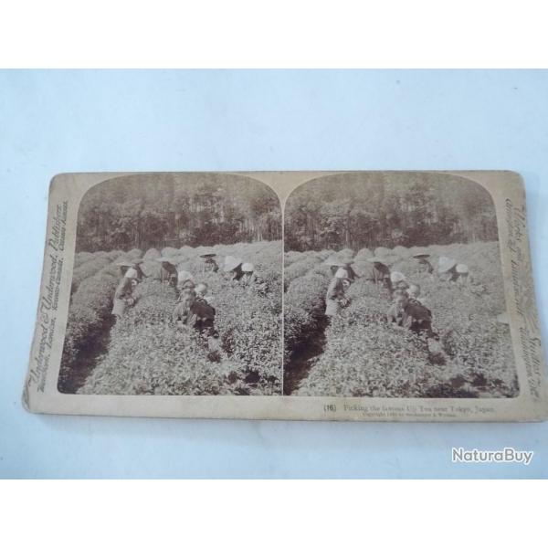 Photos stro Cueillette du th de Uji - Kyoto Japan