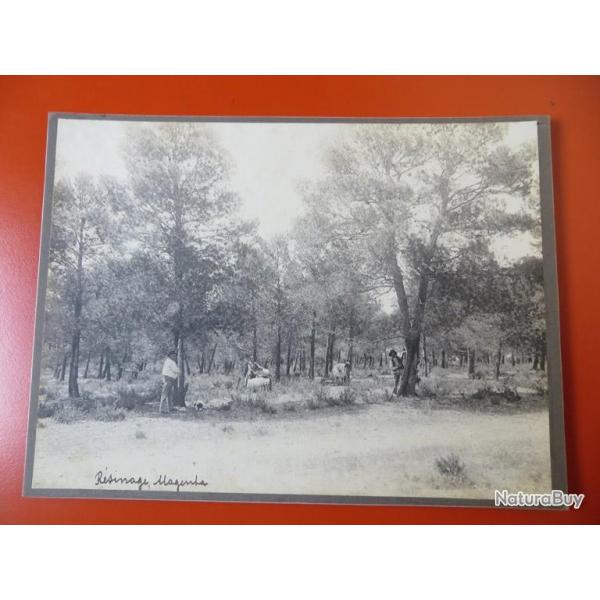 Photo Socit Franaise d'Exploitations Forestires Oran Algrie 1913