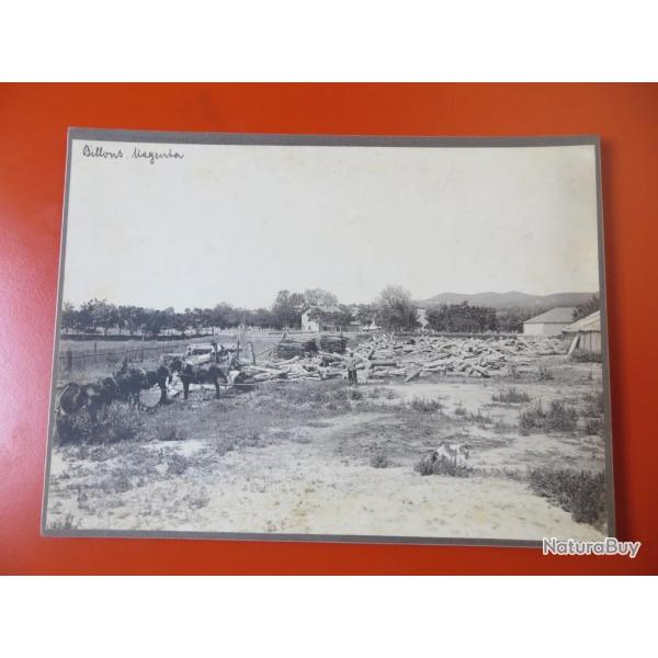 Photo Socit Franaise d'Exploitations Forestires Oran Algrie 1913