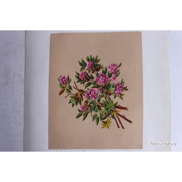 Peinture gouache Rhododendrons A. W. XIXe sicle fleurs botanique