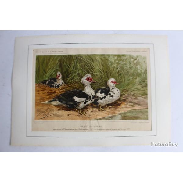 Gravure Canards de Barbarie Journal agriculture