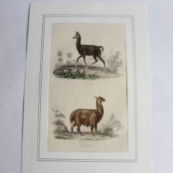 Gravure Lama TRAVIES Histoire naturelle BUFFON