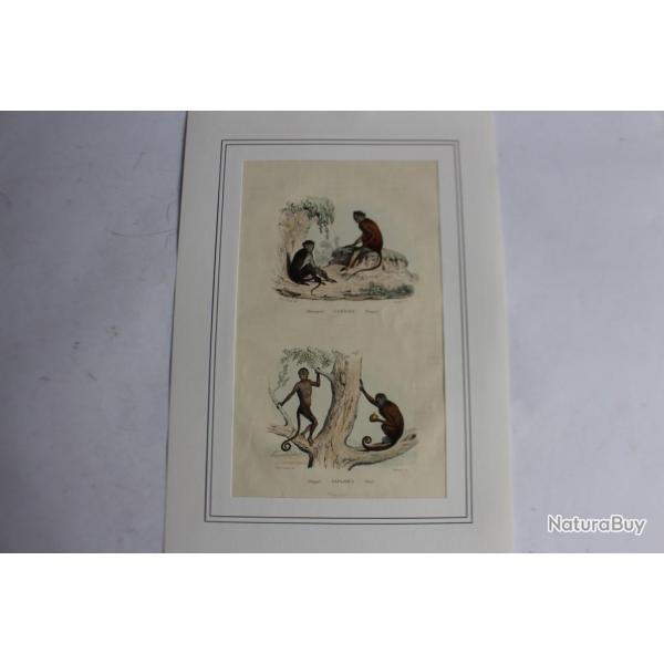 Gravure Macaques TRAVIES Histoire naturelle BUFFON