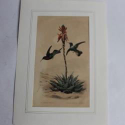 Gravure oiseaux Colibri TRAVIES Histoire naturelle BUFFON