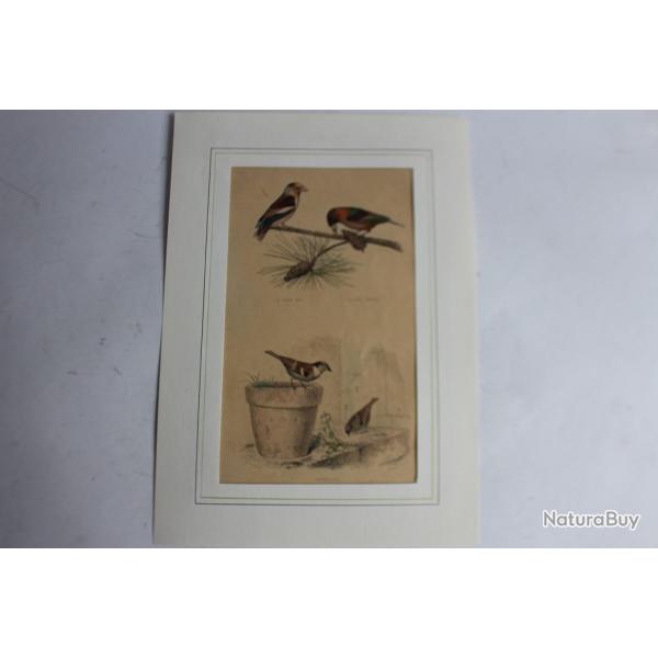 Gravure oiseaux Moineaux TRAVIES Histoire naturelle BUFFON