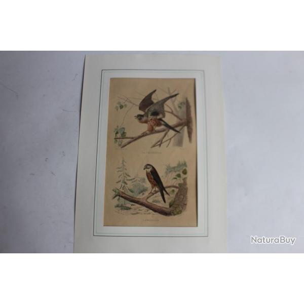 Gravure oiseaux Cresserelle TRAVIES Histoire naturelle BUFFON
