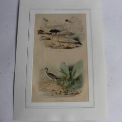 Gravure oiseaux Ibis Courlis TRAVIES Histoire naturelle BUFFON