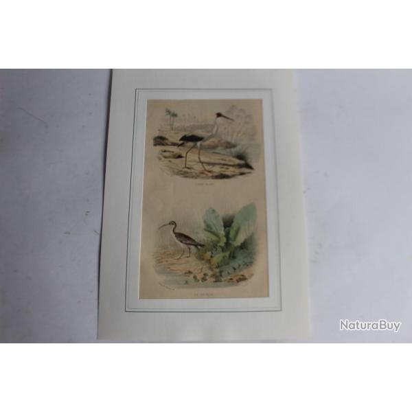 Gravure oiseaux Ibis Courlis TRAVIES Histoire naturelle BUFFON