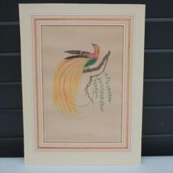 Gravure originale Le Paradis éclatant Barraband Perée Oiseau