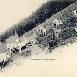 CPA Agriculture Élevage vaches Fidèle à sa terre Paysan montagne Alpage