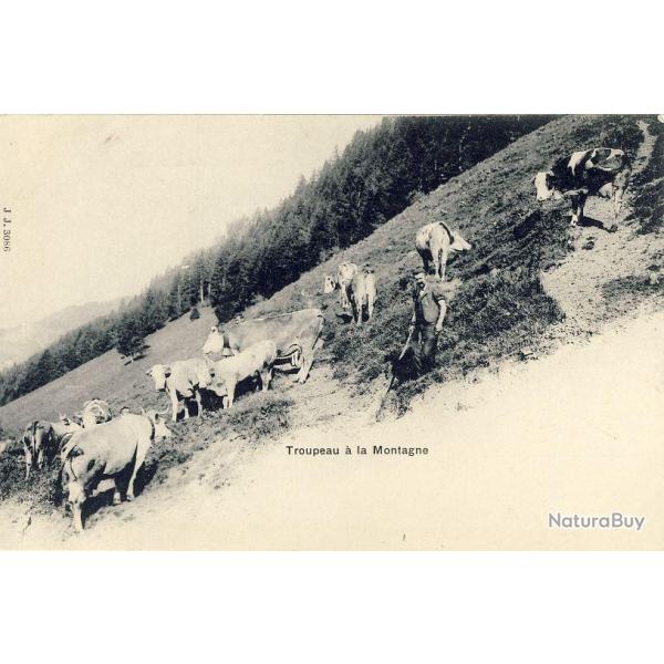 CPA Agriculture levage vaches Fidle  sa terre Paysan montagne Alpage