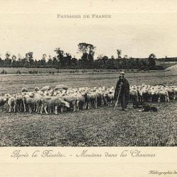 CPA Agriculture Élevage Moutons Après la récolte chaumes Paysage