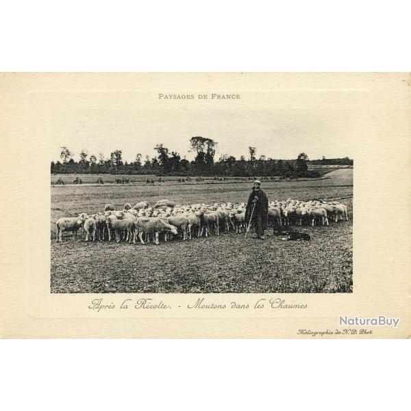 CPA Agriculture levage Moutons Aprs la rcolte chaumes Paysage