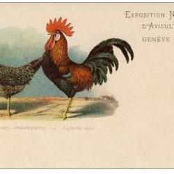 CPA COQ Exposition National d´Aviculture Genève 1908