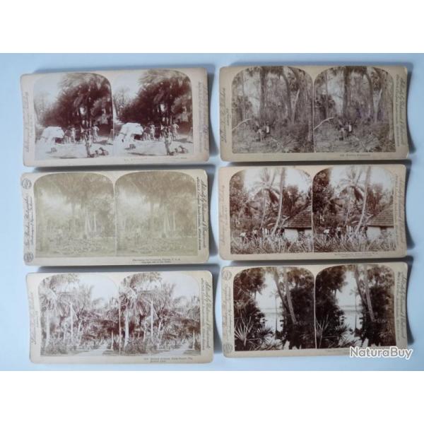 Photographie Photo Stereo Arbres Palmiers Tree Palm USA Florida Jamaica