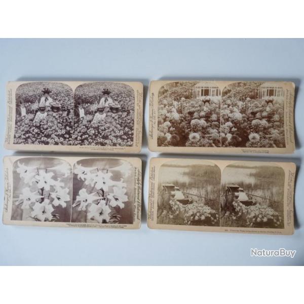 Photographie Photo Stereo Fleurs Flowers USA x4