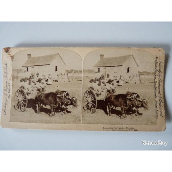 Photographie Photo Stereo Char  boeufs Land of Promise