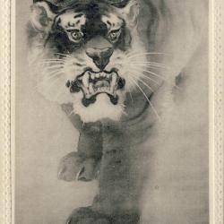 CPA Carte Postale illustrée Signe chinois Année du TIGRE