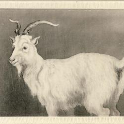CPA Carte Postale illustrée Signe chinois Année du CHEVRE
