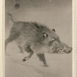 CPA Carte Postale illustrée Signe chinois Année du COCHON sauvage Sanglier