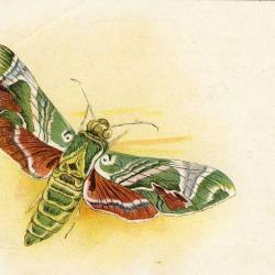 CPA illustrée Papillon Ville Genève Publicité Cordonnerie Morel Butterflies