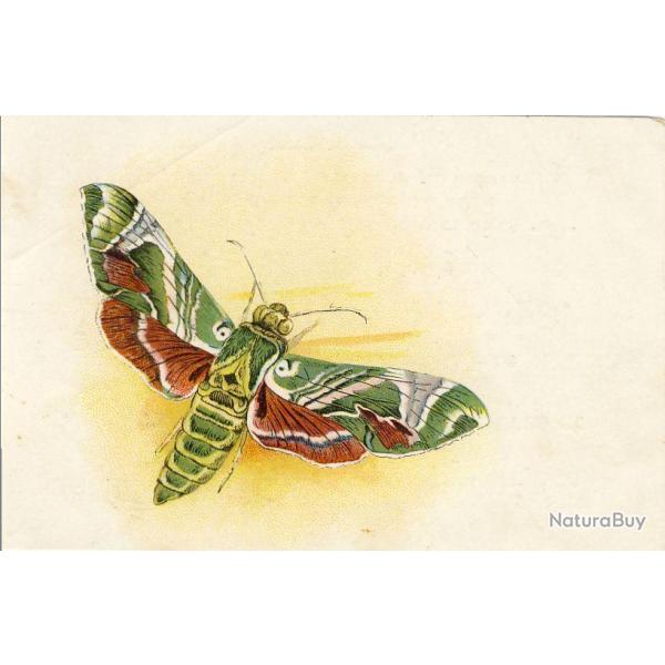 CPA illustre Papillon Ville Genve Publicit Cordonnerie Morel Butterflies