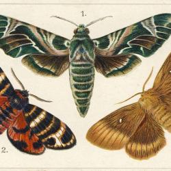 CPA illustrée Papillon Papillons Educational series Butterflies N°8