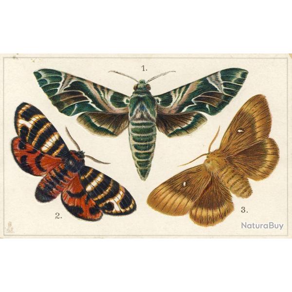 CPA illustre Papillon Papillons Educational series Butterflies N8