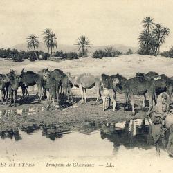 CPA MAROC Scènes et types Troupeau chameaux 1909
