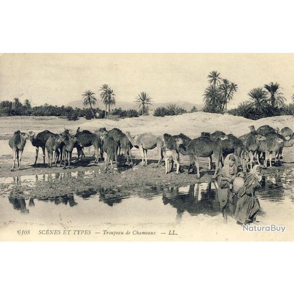 CPA MAROC Scnes et types Troupeau chameaux 1909