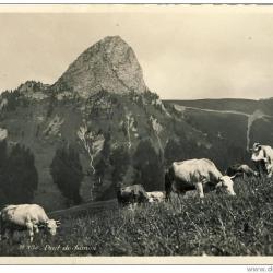 CP Suisse Vaud Dent de Jaman agriculture vaches